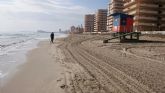Los servicios municipales de playas retiraron esta mañana los centenares de medusas arrastradas por el viento a playas de La Manga