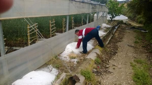 La Concejalía de Agricultura distribuye productos para tratar los árboles dañados por el pedrisco - 1, Foto 1
