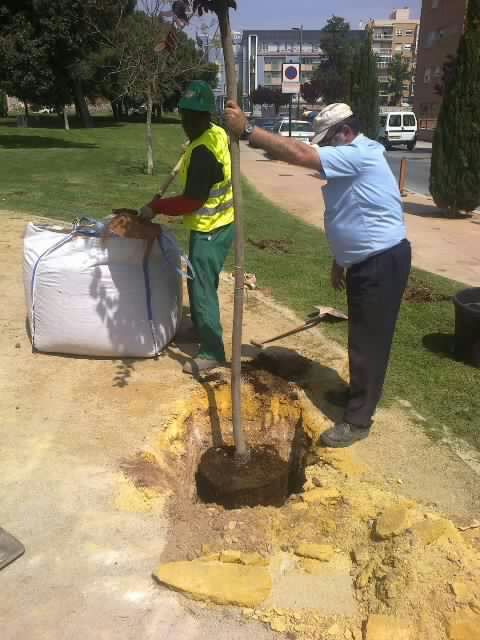 El Ãrbol de la Vida, un homenaje a los fallecidos por cáncer - 1, Foto 1