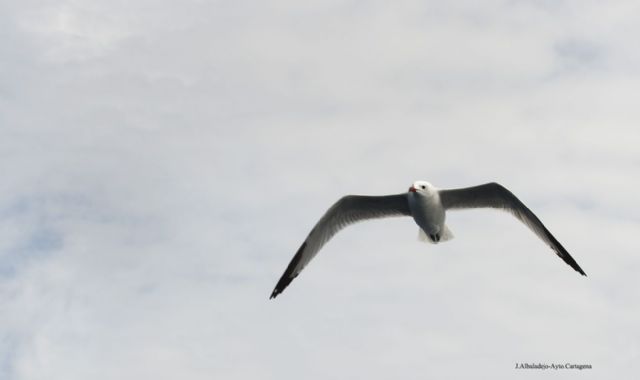 El Ayuntamiento pone en marcha una nueva campaña de control de gaviotas - 1, Foto 1