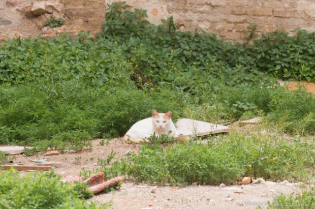 Sanidad pide a Cuatro Gatos un plan de gestión de las colonias de felinos - 1, Foto 1