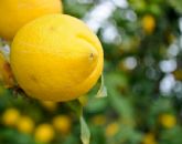 Asaja Murcia considera como 'positiva y halageña' la campaña del limn verna