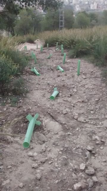 IU-Verdes denuncia la falta de mantenimiento y el abandono de las recientes reforestaciones en la Atalaya - 2, Foto 2