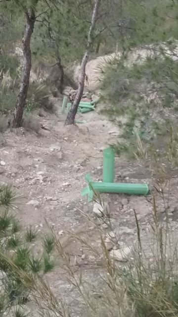 IU-Verdes denuncia la falta de mantenimiento y el abandono de las recientes reforestaciones en la Atalaya - 3, Foto 3