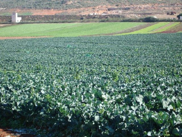 Los agricultores de Puerto Lumbreras podrán usar 100.000 metros cúbicos anuales de agua de lluvia - 1, Foto 1