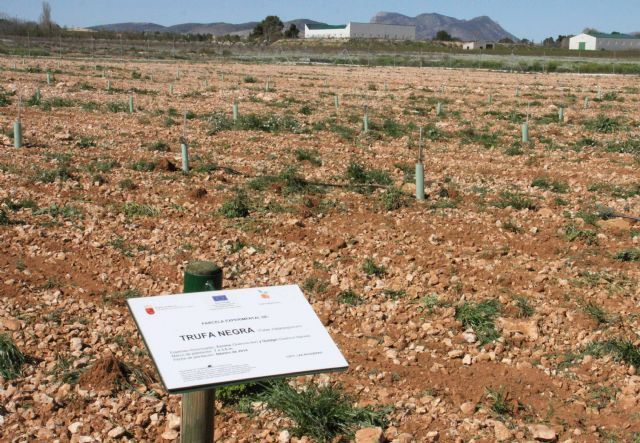 El Partido Popular de Caravaca impulsará el cultivo de nuevas variedades agrícolas y la mejora de los seguros agrarios - 1, Foto 1