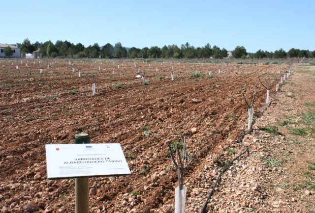 El Partido Popular de Caravaca impulsará el cultivo de nuevas variedades agrícolas y la mejora de los seguros agrarios - 2, Foto 2