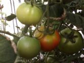 Agricultura experimenta en guilas 47 variedades tradicionales de tomate para valorar sus rendimientos y calidades