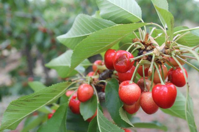 La consejera de Agricultura conoce en Jumilla los da&ntilde;os de la tormenta ocasionados en el altiplano - 4, Foto 4