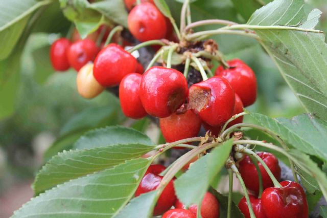 La consejera de Agricultura conoce en Jumilla los da&ntilde;os de la tormenta ocasionados en el altiplano - 5, Foto 5
