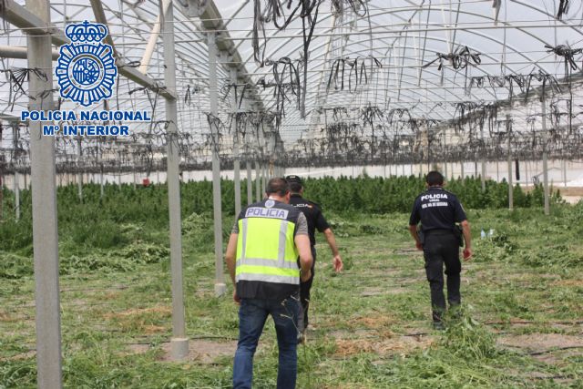 Cerca de tres toneladas de estupefaciente intervenido en Molina de Segura - 2, Foto 2