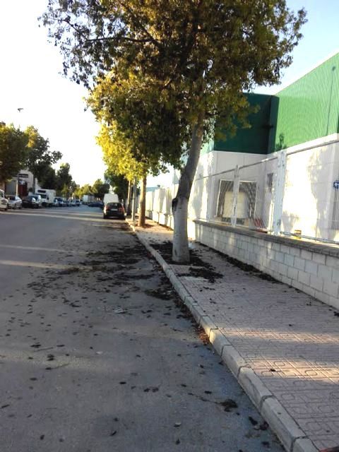 El Ayuntamiento de Ceutí desmiente que el SEPRONA considerara ilegal la poda de arbolado del Polígono Industrial - 1, Foto 1