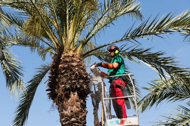 El Ayuntamiento abre la temporada de poda de palmeras - 1, Foto 1