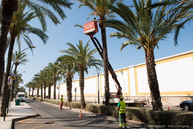 El Ayuntamiento abre la temporada de poda de palmeras - 2, Foto 2