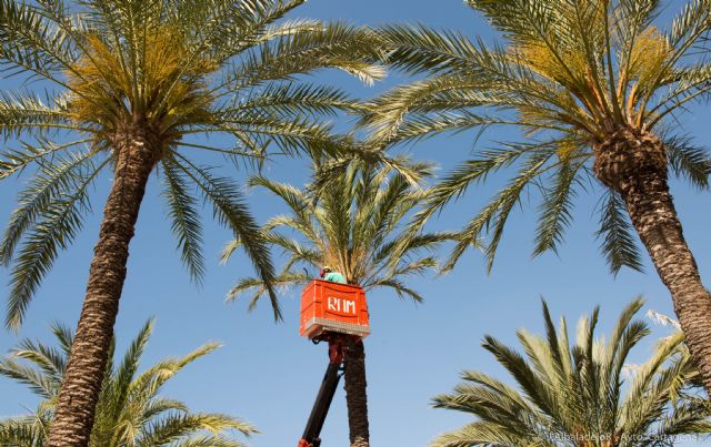 El Ayuntamiento abre la temporada de poda de palmeras - 3, Foto 3