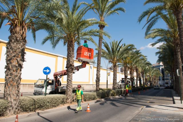 El Ayuntamiento abre la temporada de poda de palmeras - 4, Foto 4