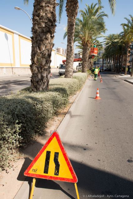 El Ayuntamiento abre la temporada de poda de palmeras - 5, Foto 5