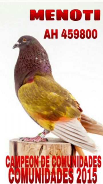 Un palomo deportivo de Ceutí, campeón de España - 1, Foto 1