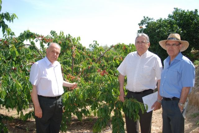 Agricultura presenta las primeras 13 preselecciones de cerezo obtenidas del programa de mejora genética - 1, Foto 1