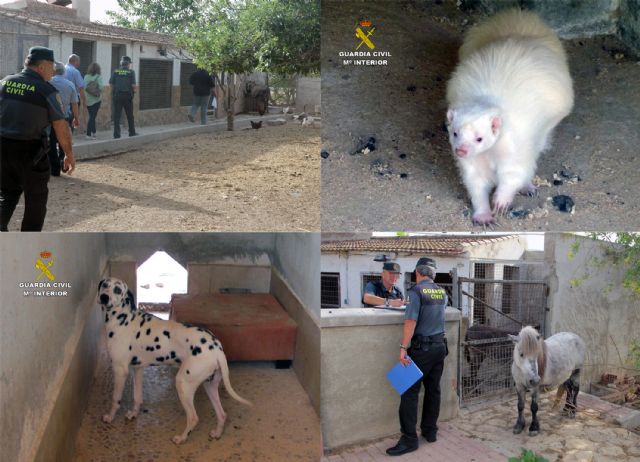 La Guardia Civil detecta la tenencia irregular de medio centenar de animales en un corral doméstico de Murcia - 1, Foto 1