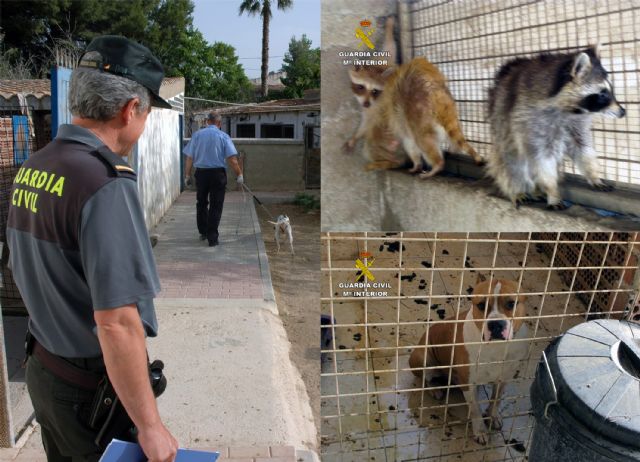 La Guardia Civil detecta la tenencia irregular de medio centenar de animales en un corral doméstico de Murcia - 2, Foto 2