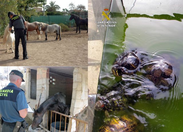 La Guardia Civil detecta la tenencia irregular de medio centenar de animales en un corral doméstico de Murcia - 3, Foto 3