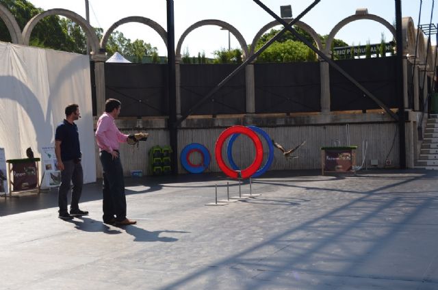 Las aves rapaces se convierten en las estrellas del auditorio municipal - 2, Foto 2