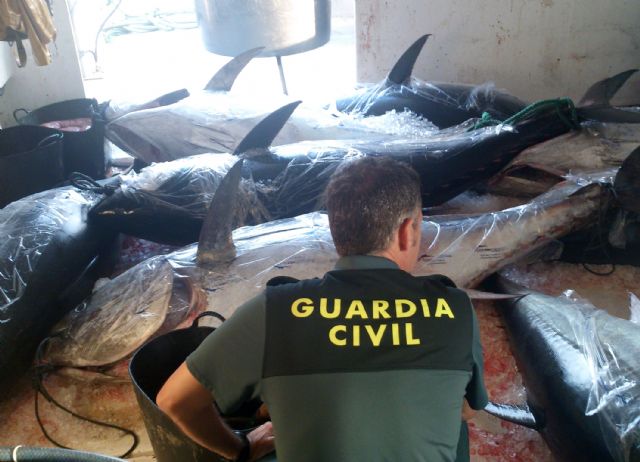 La Guardia Civil decomisa en aguas de San Pedro del Pinatar ocho atunes rojos capturados ilícitamente - 1, Foto 1