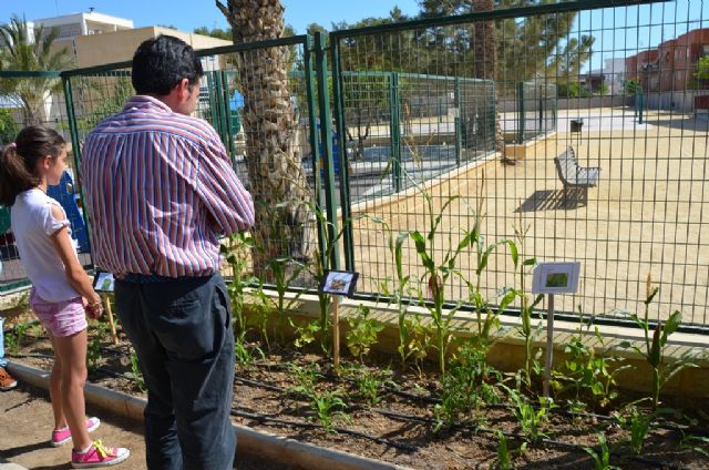 El colegio Sagrado Corazón pone en marcha un huerto escolar ecológico - 3, Foto 3