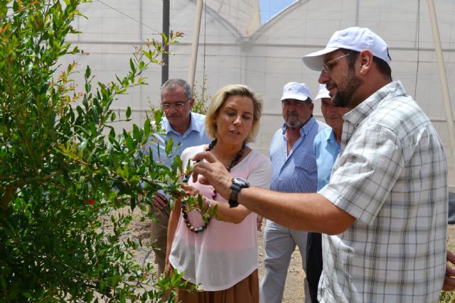 Martínez-Cachá destaca los ensayos realizados en Águilas para recuperar variedades autóctonas de productos agroalimentarios - 3, Foto 3