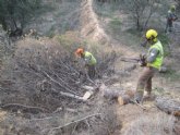 Refuerzan la inversión en la lucha contra la plaga de perforadores que afecta a las masas de pinar de la Región