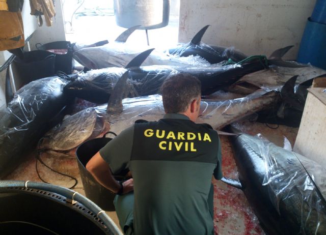 La Guardia Civil entrega mil kilos de atún a  la beneficencia - 2, Foto 2