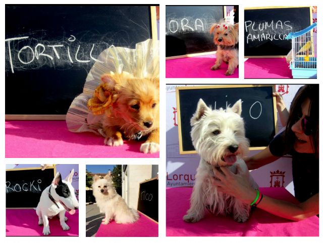 Un total de 23 perros y 1 canario se disputan el título en la página oficial de Facebook del Ayuntamiento de Lorquí - 1, Foto 1