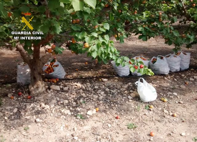 La Guardia Civil desmantela un clan familiar dedicado al robo continuado en fincas agrícolas - 2, Foto 2