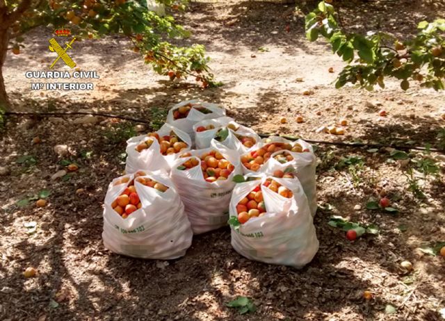 La Guardia Civil desmantela un clan familiar dedicado al robo continuado en fincas agrícolas - 3, Foto 3