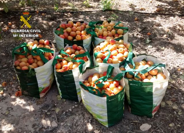 La Guardia Civil desmantela un clan familiar dedicado al robo continuado en fincas agrícolas - 4, Foto 4