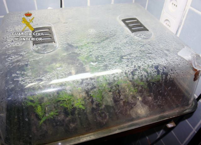 La Guardia Civil desmantela dos invernaderos clandestinos de marihuana en Murcia - 4, Foto 4