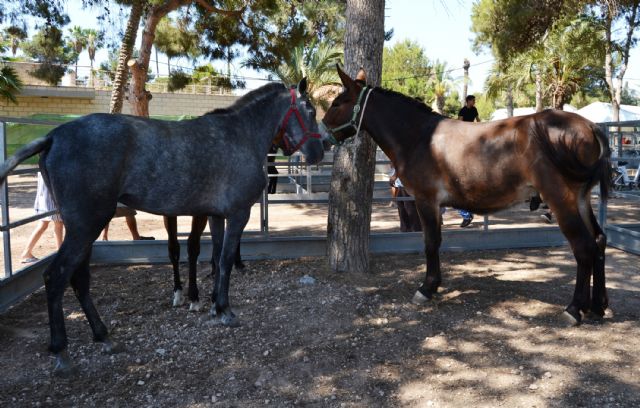 Abre sus puertas la CCXVIII Feria del Ganado de San Pedro del Pinatar - 3, Foto 3