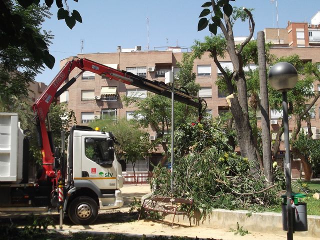 Cambiemos Murcia propone la creación de un plan de cuidado y conservación de árboles de gran porte - 1, Foto 1
