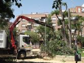 Cambiemos Murcia propone la creación de un plan de cuidado y conservación de árboles de gran porte
