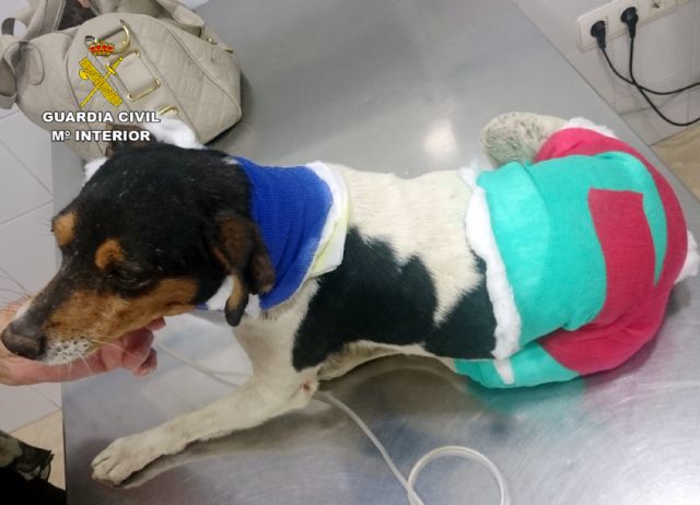 La Guardia Civil detiene a una persona por la muerte violenta de un perro - 1, Foto 1
