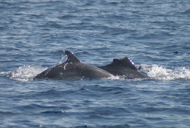 Fotos: J.L. Murcia/ANSE, Foto 1