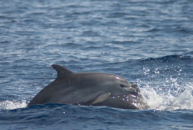 Mejorando el conocimiento de las poblaciones de delfines mulares y calderones grises - 2, Foto 2