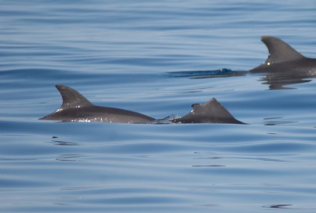 Mejorando el conocimiento de las poblaciones de delfines mulares y calderones grises - 3, Foto 3