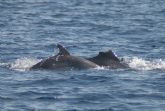 Mejorando el conocimiento de las poblaciones de delfines mulares y calderones grises