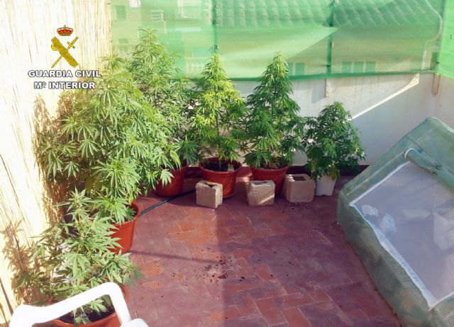 La Guardia Civil desmantela dos invernaderos de marihuana y un punto de venta de droga al menudeo, Foto 4