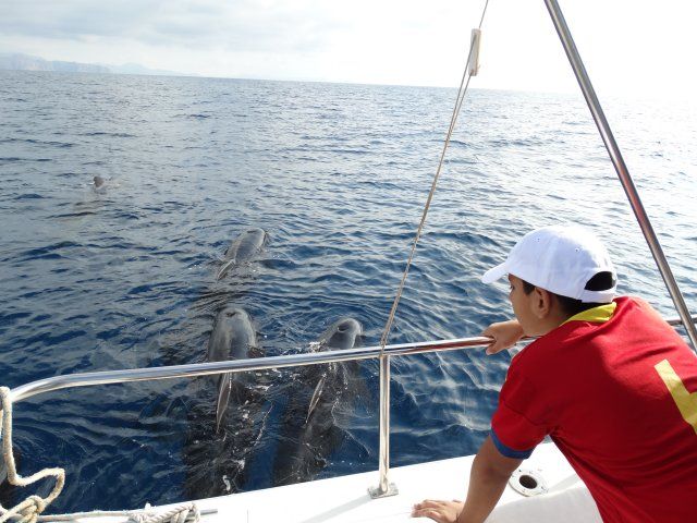 Juventud oferta dos rutas para avistar cetáceos - 1, Foto 1