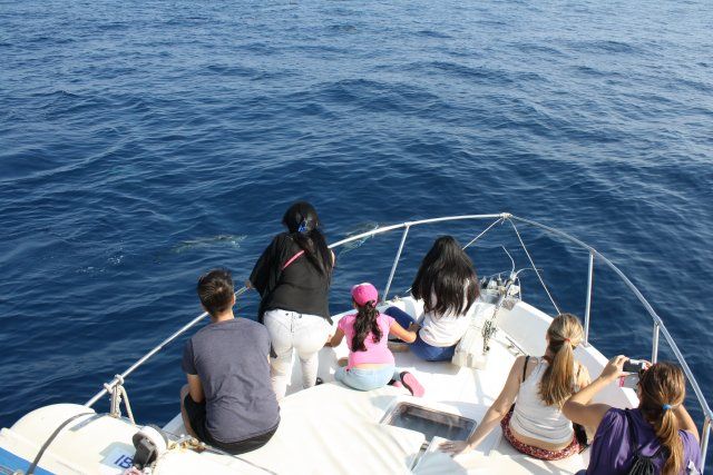 Juventud oferta dos rutas para avistar cetáceos - 3, Foto 3