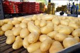 ASAJA muy preocupada por la crisis de precios en la patata murciana