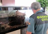 La Guardia Civil decomisa ms de 70 pescados procedentes de capturas furtivas